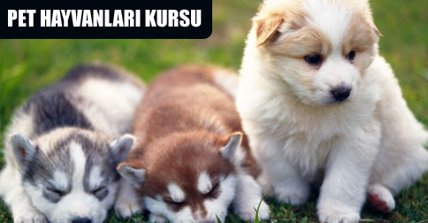 Kedi Köpek Bakımı